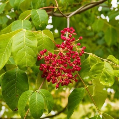 Tetradium danielii - Arbre à miel - infructescence (Marc / Adobe Stock)