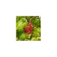 Tetradium danielii - Arbre à miel - infructescence (Marc / Adobe Stock)