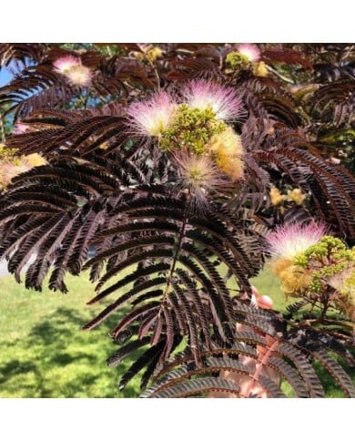Arbre à soie 'Summer Chocolate' (Albizia) - fleurs et feuillage (Famartin / Wikimedia)