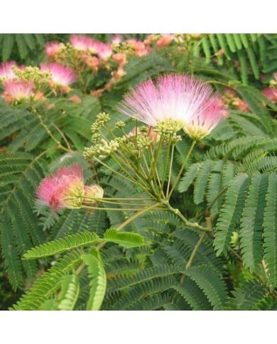 Arbre à soie 'Tropical Dream' (Albizia julibrissin) (Globe Planter)