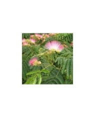 Arbre à soie 'Tropical Dream' (Albizia julibrissin) (Globe Planter)