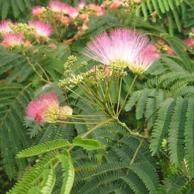 Arbre à soie 'Tropical Dream' (Albizia julibrissin) (Globe Planter)