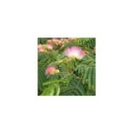 Arbre à soie 'Tropical Dream' (Albizia julibrissin) (Globe Planter)
