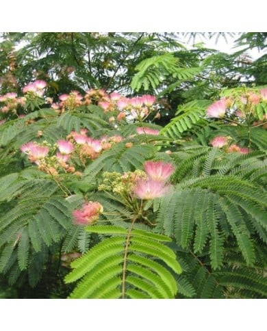Arbre à soie 'Tropical Dream' (Albizia julibrissin) (Globe Planter)