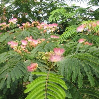 Arbre à soie 'Tropical Dream' (Albizia julibrissin) (Globe Planter)