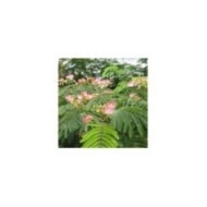 Arbre à soie 'Tropical Dream' (Albizia julibrissin) (Globe Planter)