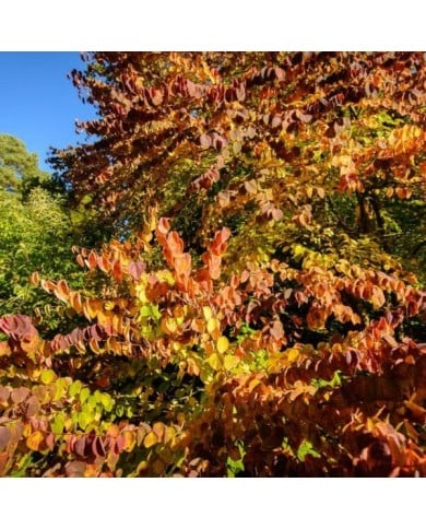 Arbre au caramel - feuillage d'automne