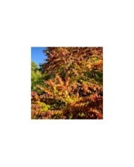 Arbre au caramel - feuillage d'automne