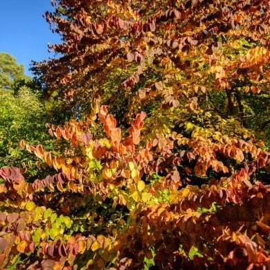 Arbre au caramel - feuillage d'automne