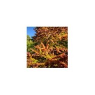 Arbre au caramel - feuillage d'automne