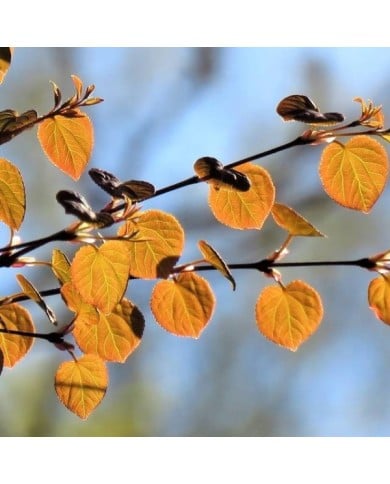 Arbre au caramel - feuillage de printemps cuivré