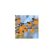 Arbre au caramel - feuillage de printemps cuivré