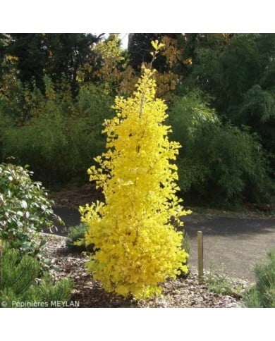 Ginkgo biloba 'Blagon' à l'automne (Sapho)