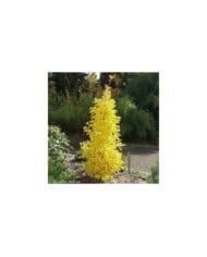 Ginkgo biloba 'Blagon' à l'automne (Sapho)