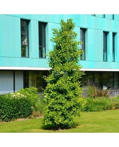 Ginkgo biloba 'Blagon'  (Sapho)