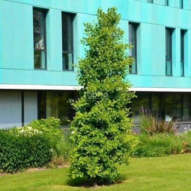 Ginkgo biloba 'Blagon'  (Sapho)