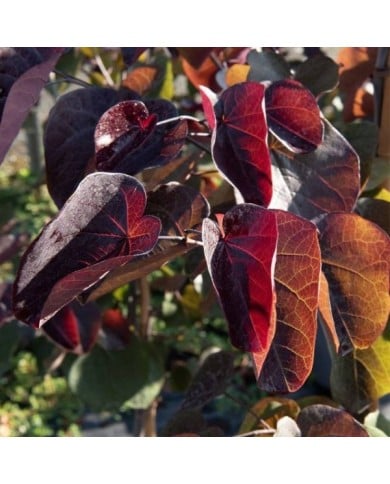 Arbre de Judée 'Ace of Spades’ (Cercis canadensis) - Feuillage (Horticolor / Pépinières Desmartis)