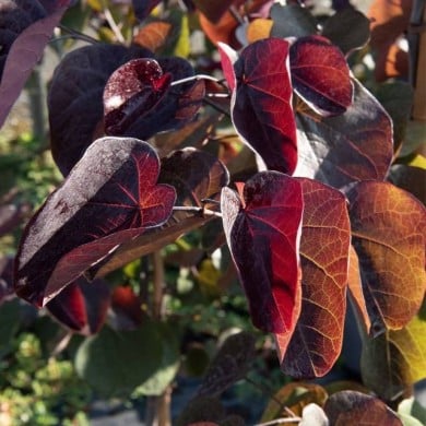Arbre de Judée 'Ace of Spades’ (Cercis canadensis) - Feuillage (Horticolor / Pépinières Desmartis)