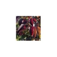 Arbre de Judée 'Ace of Spades’ (Cercis canadensis) - Feuillage (Horticolor / Pépinières Desmartis)