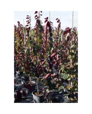Arbre de Judée 'Ace of Spades’ (Cercis canadensis)  (Horticolor / Pépinières Desmartis)