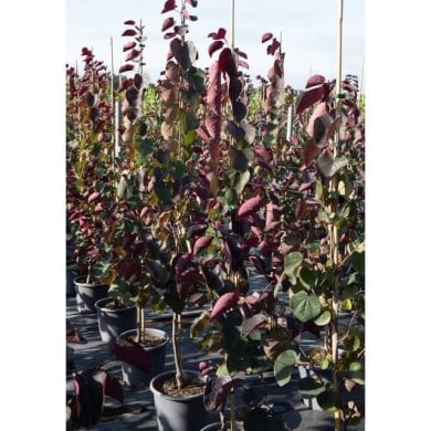 Arbre de Judée 'Ace of Spades’ (Cercis canadensis)  (Horticolor / Pépinières Desmartis)