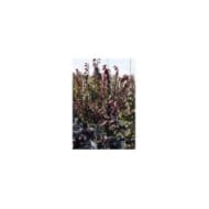 Arbre de Judée 'Ace of Spades’ (Cercis canadensis)  (Horticolor / Pépinières Desmartis)