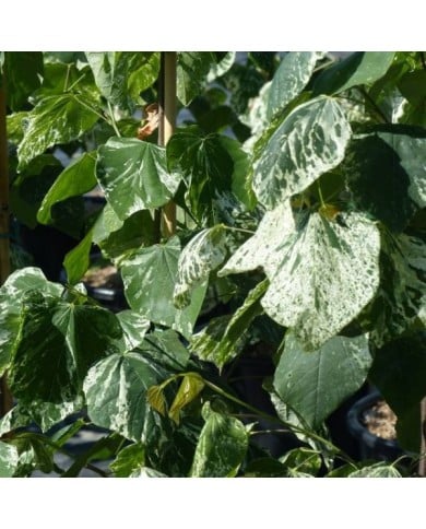 Cercis canadensis 'Alley Cat' - feuilles