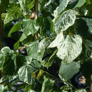 Cercis canadensis 'Alley Cat' - feuilles