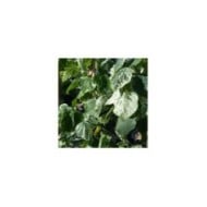 Cercis canadensis 'Alley Cat' - feuilles