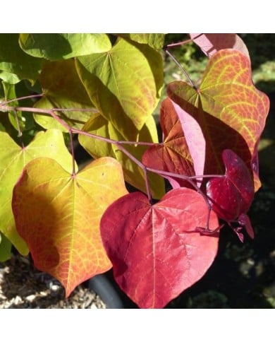 Cercis canadensis 'Eternal Flame' - feuillage estival