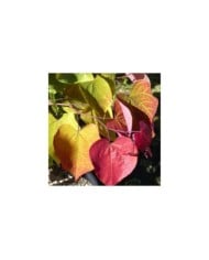 Cercis canadensis 'Eternal Flame' - feuillage estival