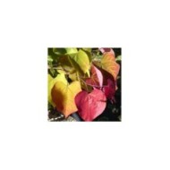 Cercis canadensis 'Eternal Flame' - feuillage estival