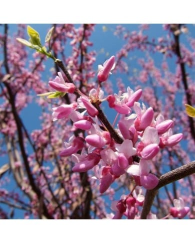 Cercis - floraison de printemps