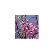 Cercis - floraison de printemps