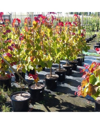 Cercis canadensis 'Eternal Flame' - conteneur de 15L en pépinière