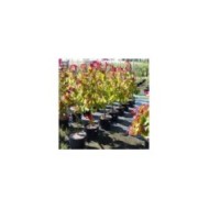 Cercis canadensis 'Eternal Flame' - conteneur de 15L en pépinière
