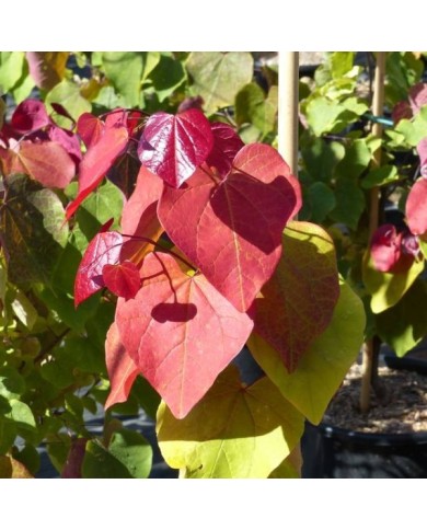 Cercis canadensis 'Eternal Flame' - feuillage
