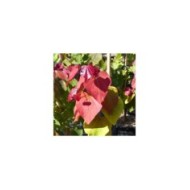 Cercis canadensis 'Eternal Flame' - feuillage