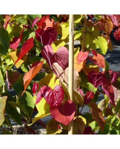 Cercis canadensis 'Eternal Flame' - feuilles