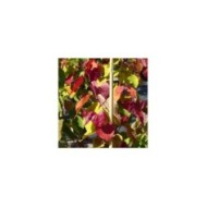 Cercis canadensis 'Eternal Flame' - feuilles