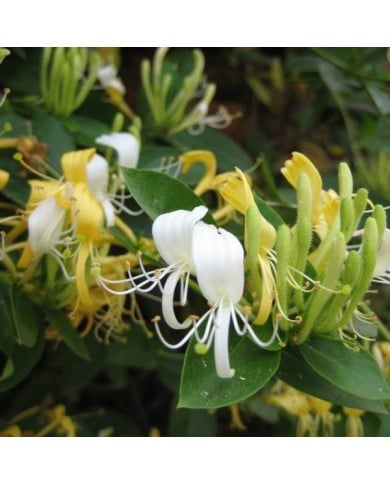 Chèvrefeuille du Japon Halliana