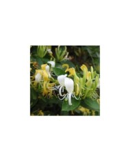 Chèvrefeuille du Japon Halliana