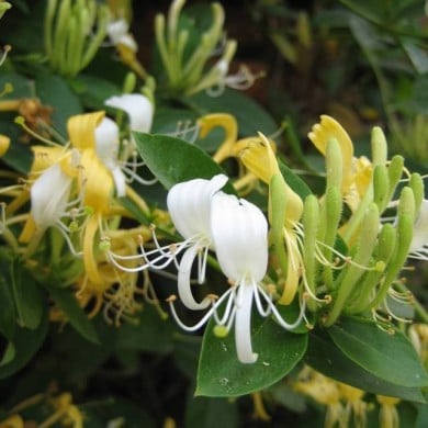 Chèvrefeuille du Japon Halliana