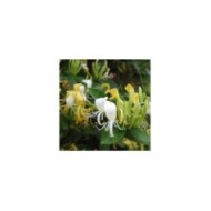Chèvrefeuille du Japon Halliana