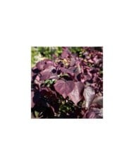 Feuillage du Cercis canadensis 'Forest Pansy' (Gainier du Canada) (simona / stock.adobe.com)