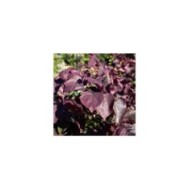Feuillage du Cercis canadensis 'Forest Pansy' (Gainier du Canada) (simona / stock.adobe.com)