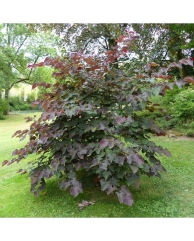 Cercis canadensis 'Forest Pansy' (arbre de Judée) (X.G. / Gerbeaud.com)