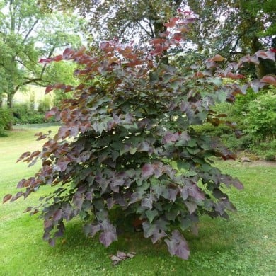 Cercis canadensis 'Forest Pansy' (arbre de Judée) (X.G. / Gerbeaud.com)