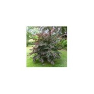 Cercis canadensis 'Forest Pansy' (arbre de Judée) (X.G. / Gerbeaud.com)