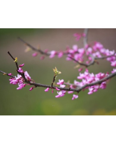 Arbre de Judée 'Forest Pansy' - détail floraison